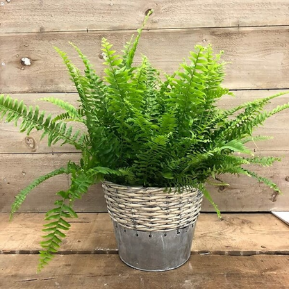 Nephrolepis exaltata bosteniensis Plant