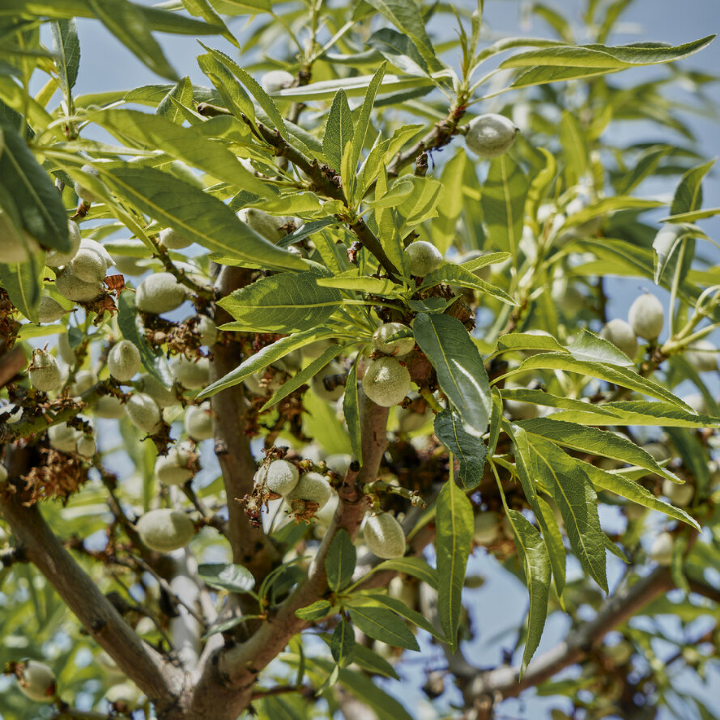 Prunus dulcis Plant