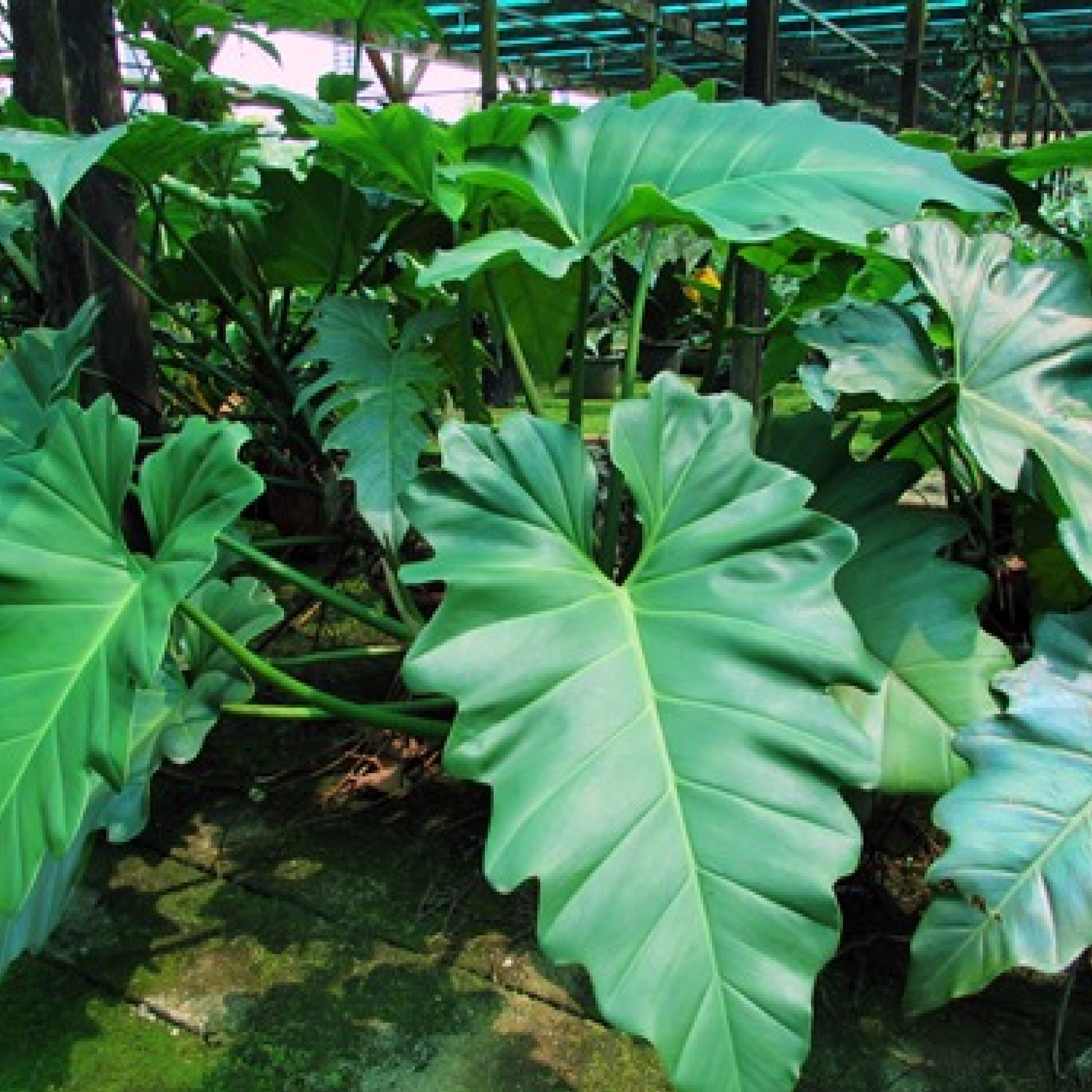 Philodendron lacerum Plant