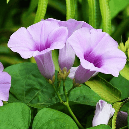 Elephant Creeper Vidhara Plant