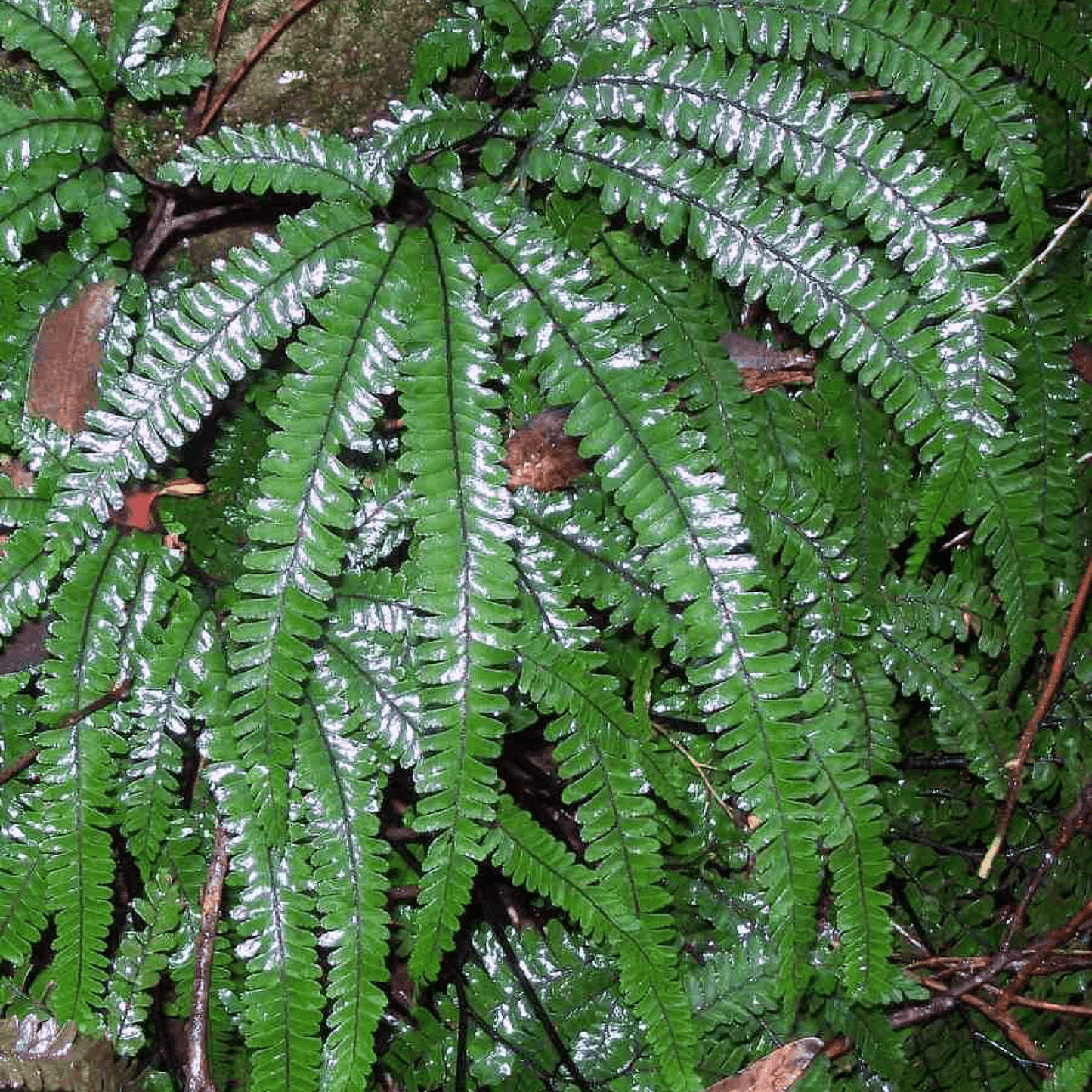 Adiantum Hispidulum - Plant