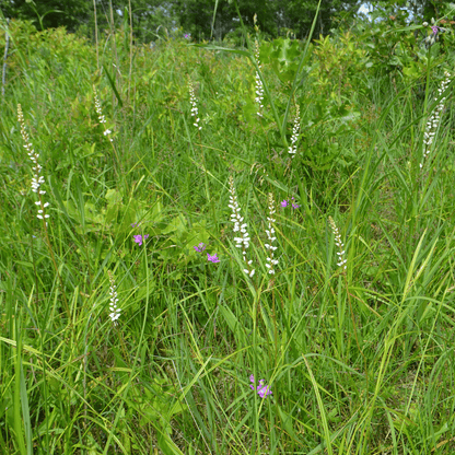 Aletris Farinosa Plant