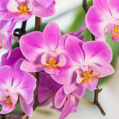 Phalaenopsis Orchid (Mature) Plant