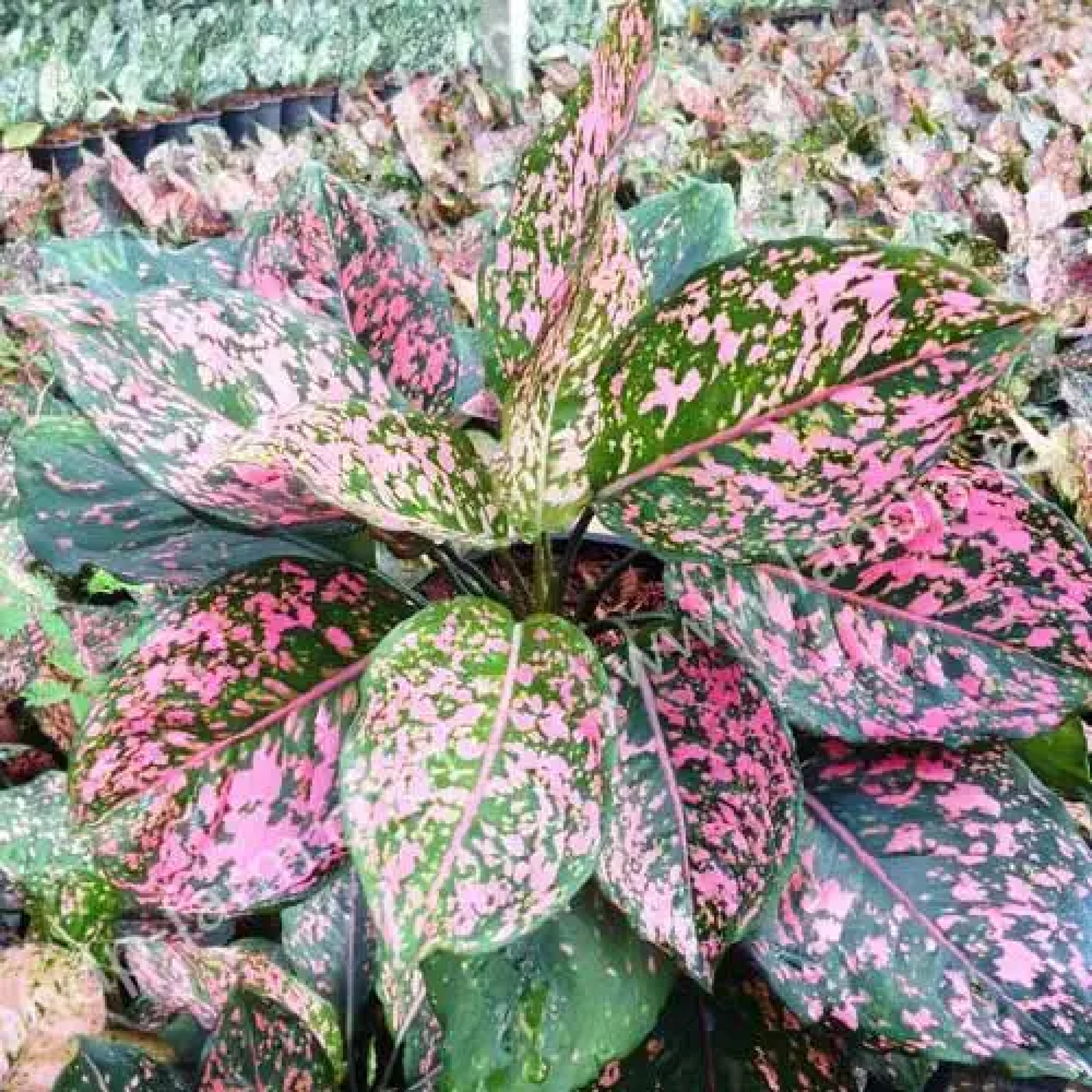 Aglaonema Pink Dalmatian - Plant