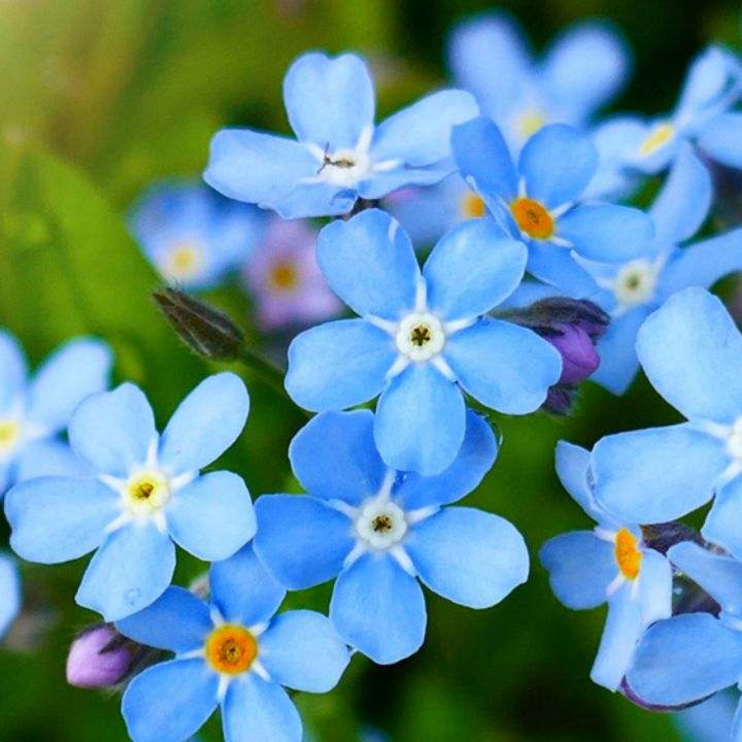 Forget Me Not Myosotis Sylvatica Plant