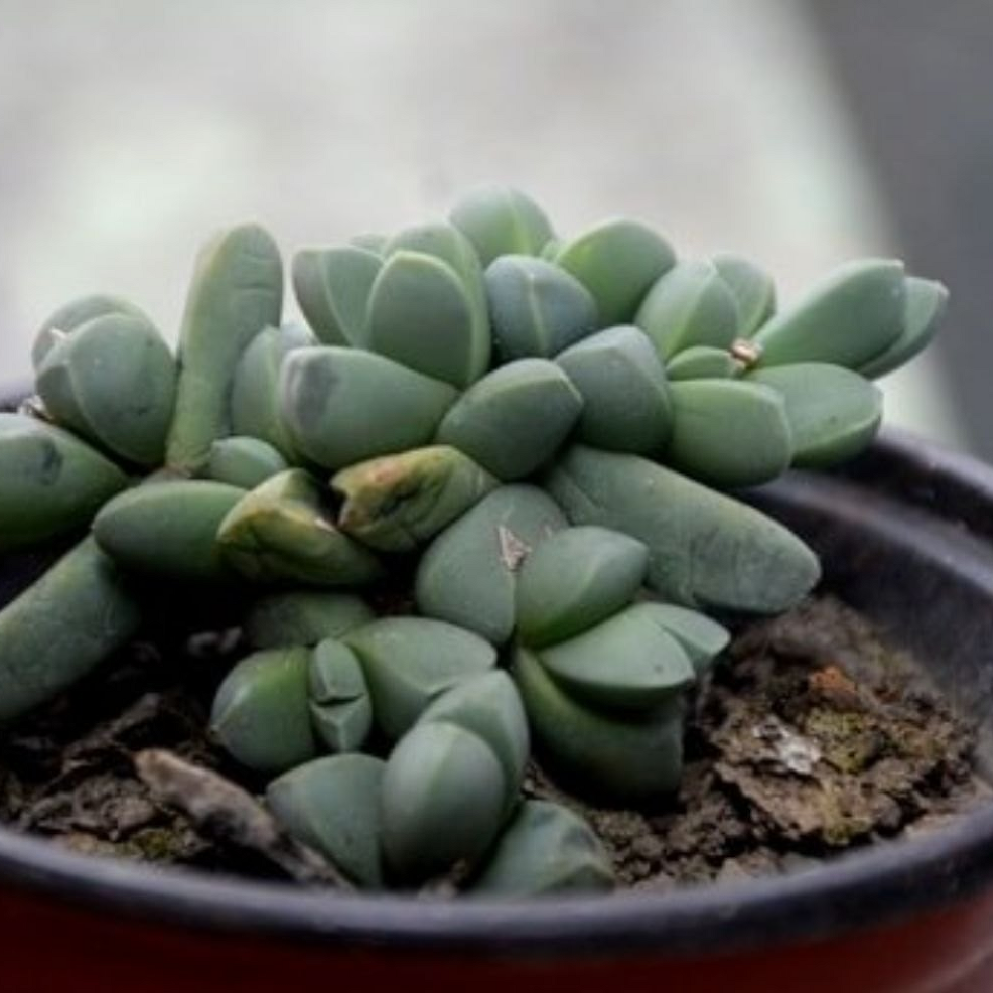 Corpuscularia lehmannii Succulent Plant