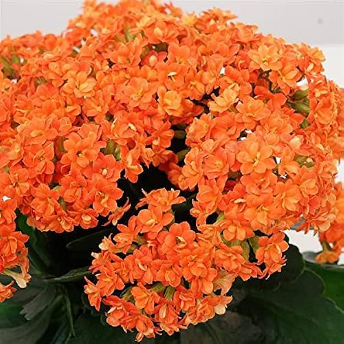 Kalanchoe (Orange) Plant