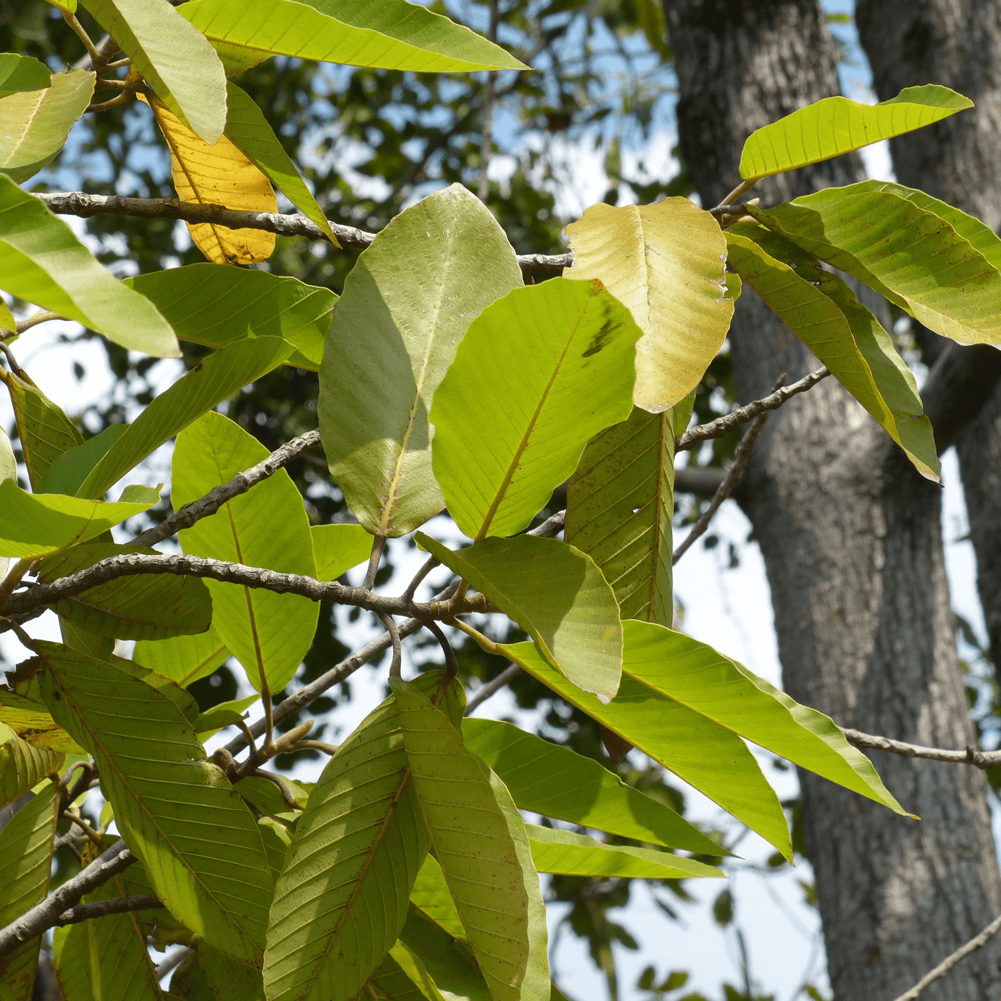 Dipterocarpus Alatus Plant