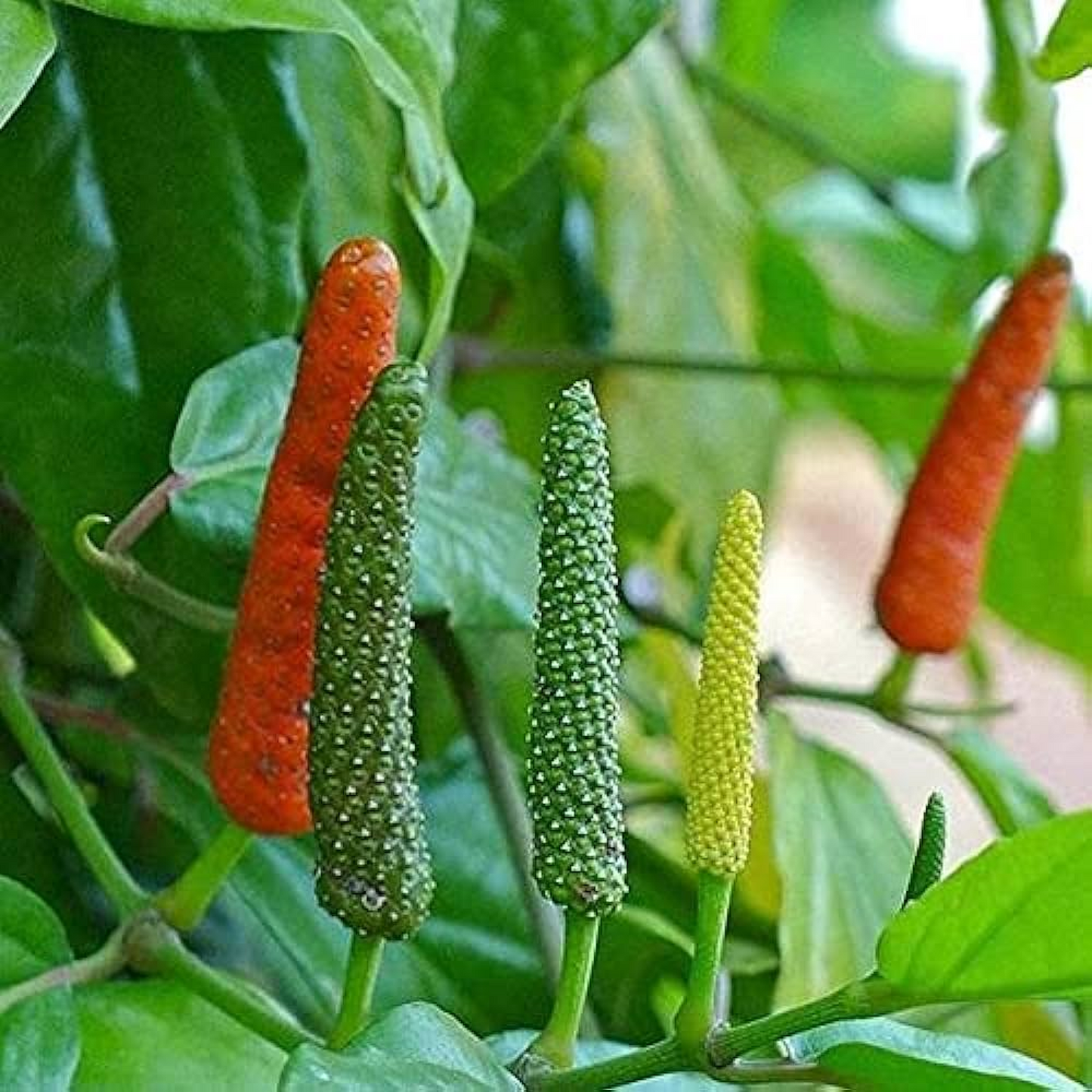 Long Pepper Pippali Plant