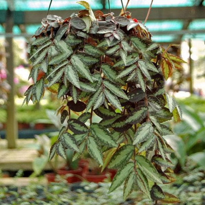 Pellionia repens (hanging basket) Plant