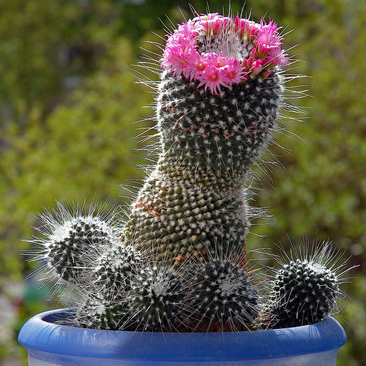 Pincushion Cactus Plant