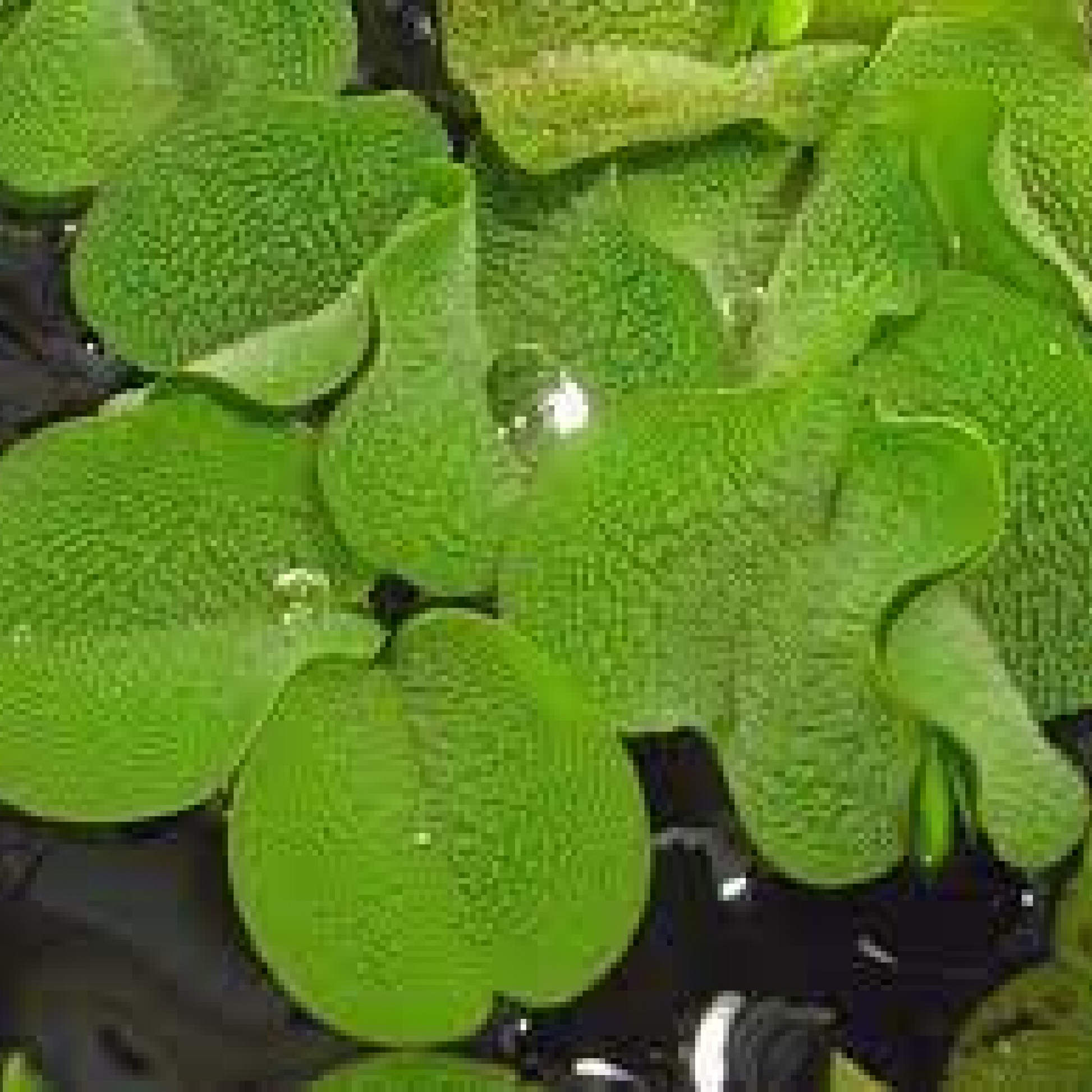 Salvinia auriculata Plant