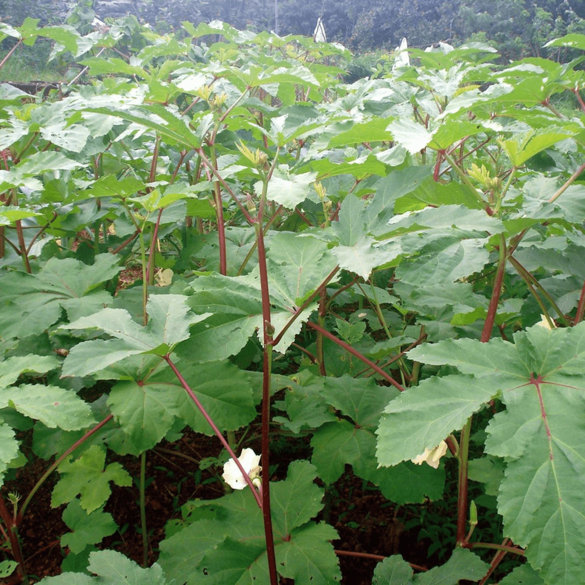 Abelmoschus esculentus Plant