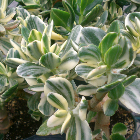 Variegated Jade Crassula Succulent Plant