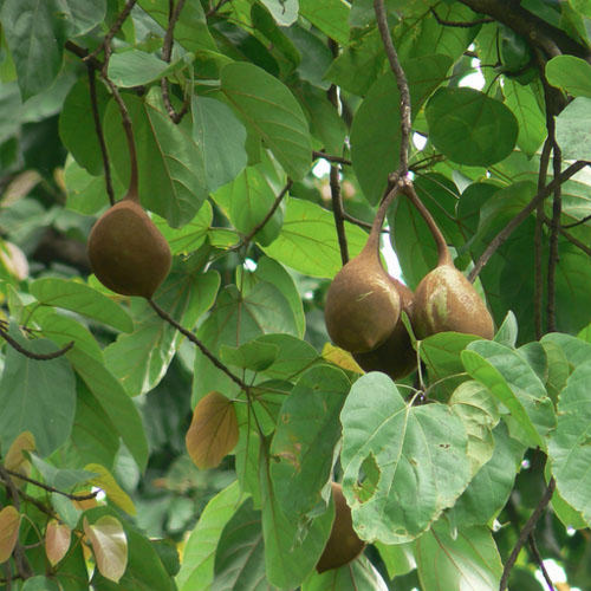 Sterculia Alata Buddha Coconut Plant