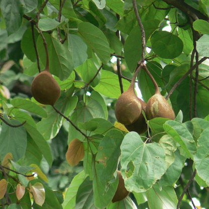 Sterculia Alata Buddha Coconut Plant