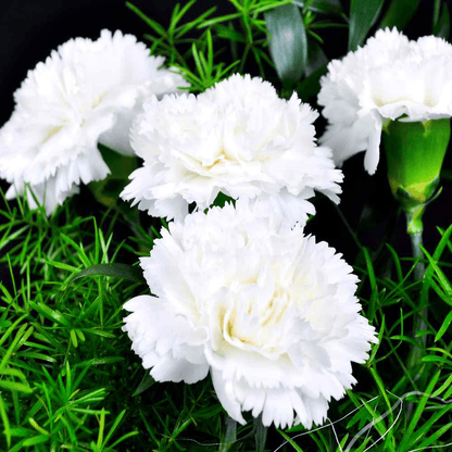 Carnation (White) - Plant