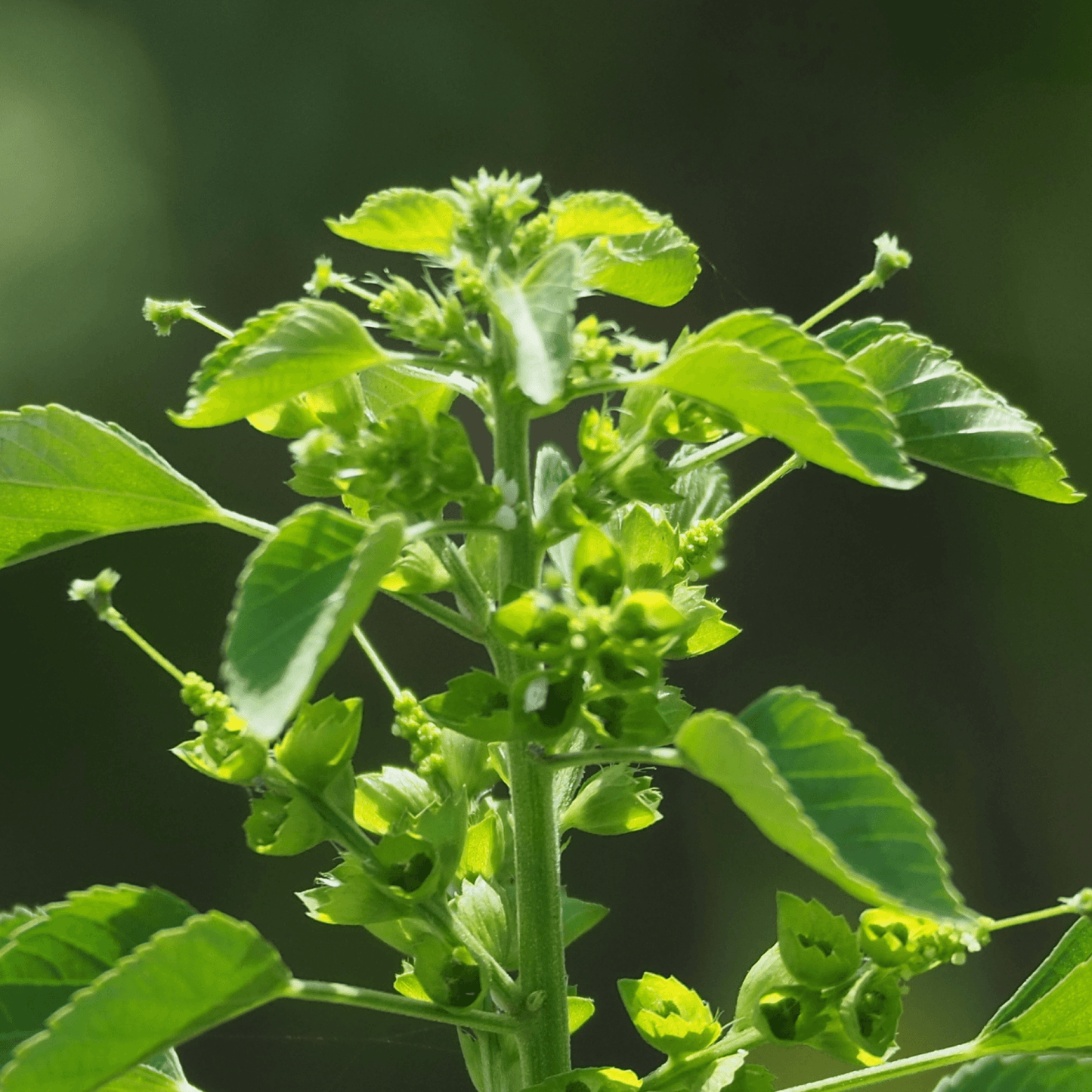 Acalypha Indica Plant