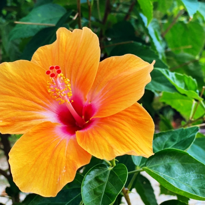 Hibiscus Gudhal Flower (Yellow red) Plant