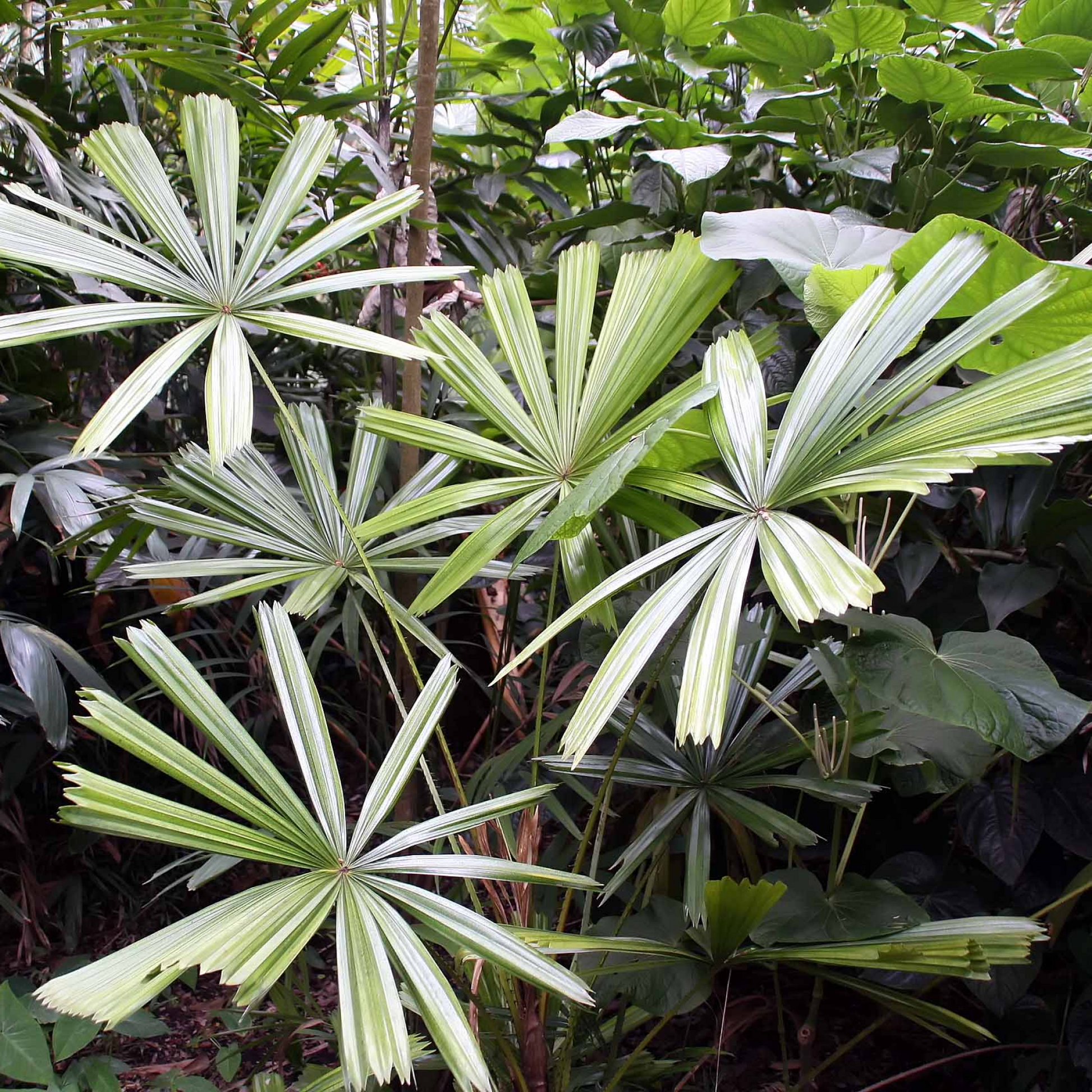 Licuala spinosa Plant