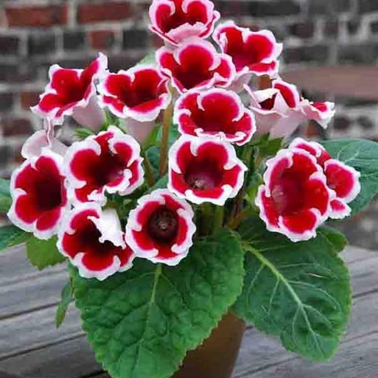 Gloxinia (Any Color) Plant