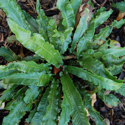 Phyllitis scolopendrium Plant