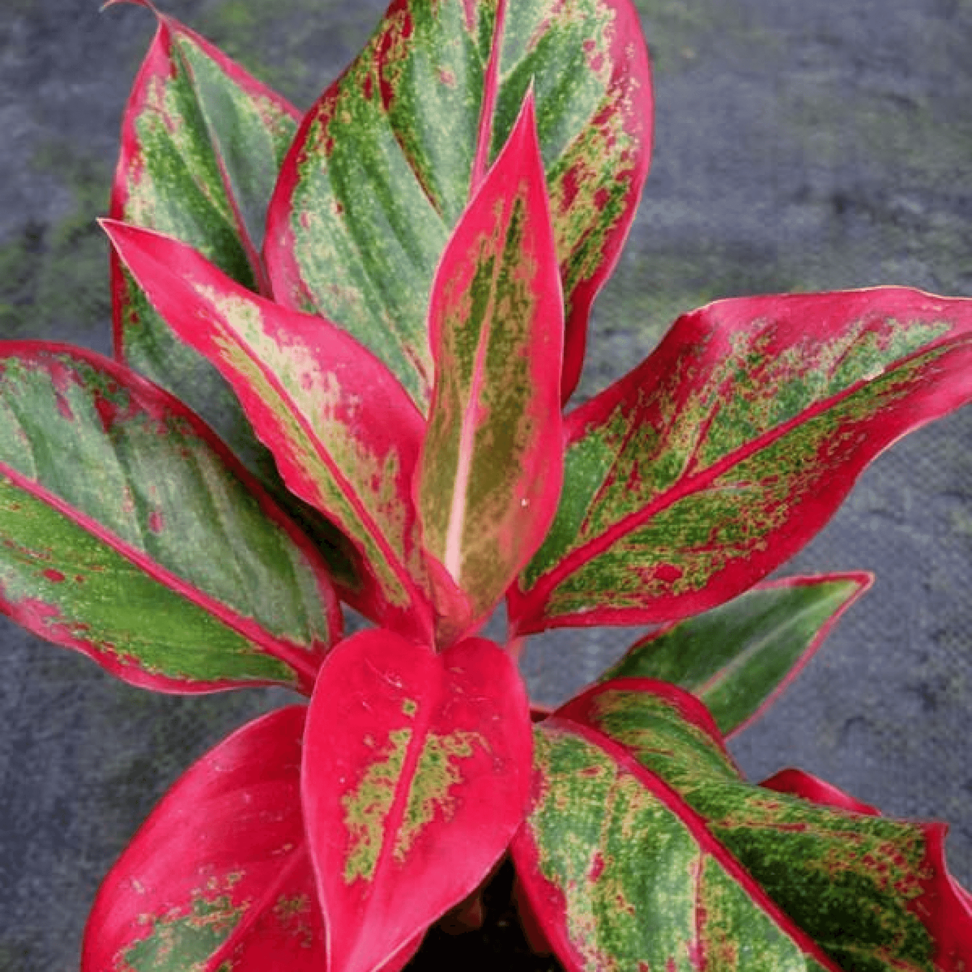 Aglaonema Siam Aurora lipstick Plant