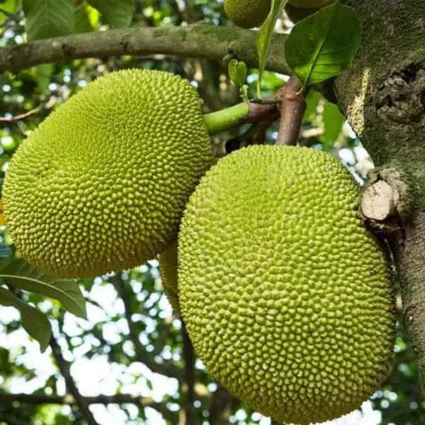 Jack Fruit Tree of Uttarashadha Plant