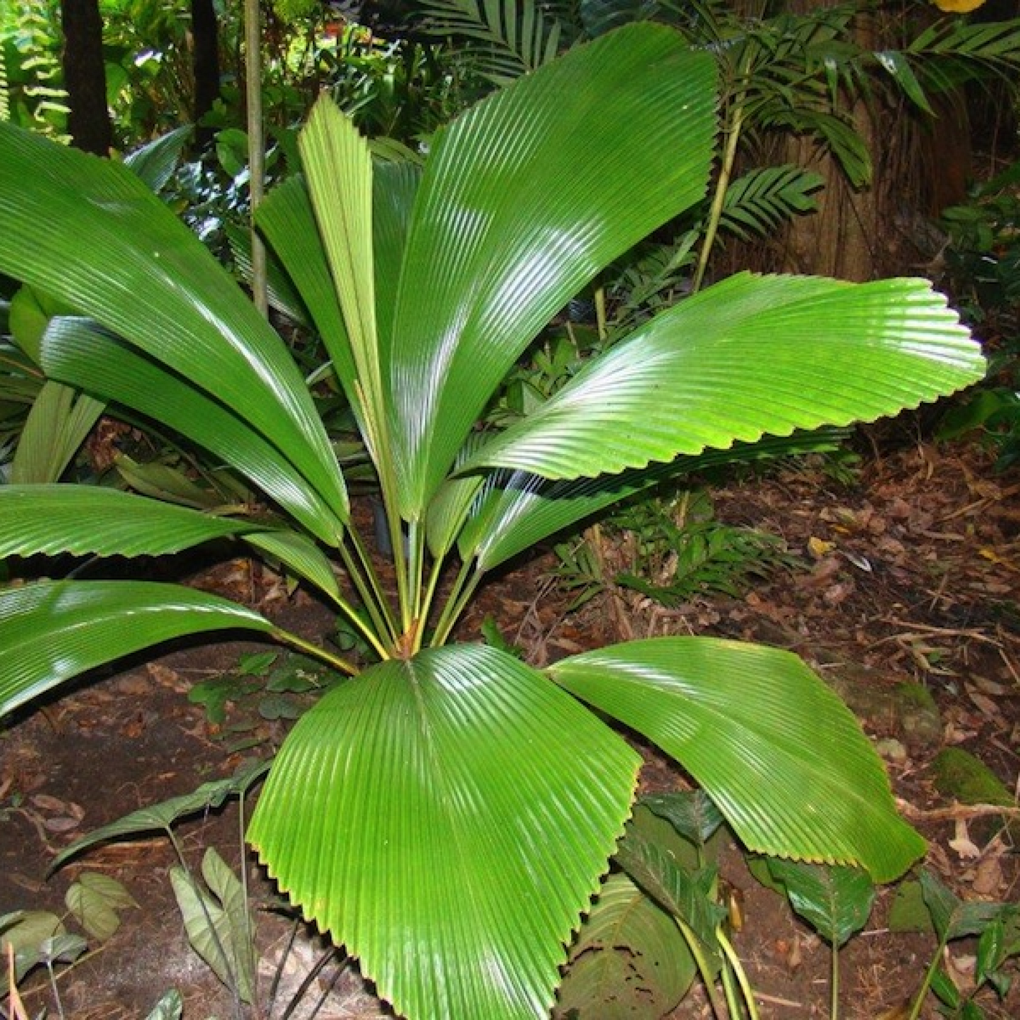 Johannesteijsamannia species Plant