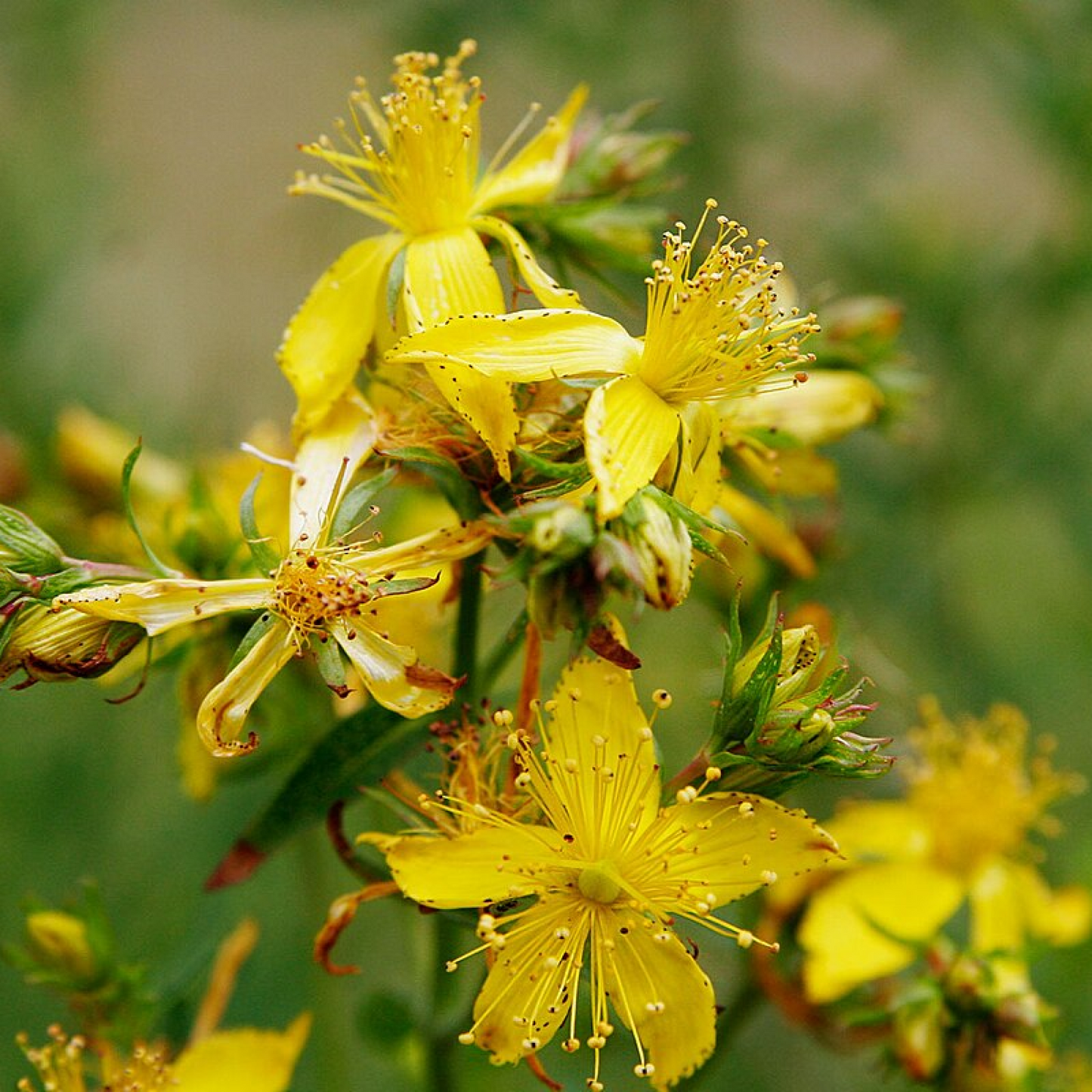 Hypericum perforatum Plant