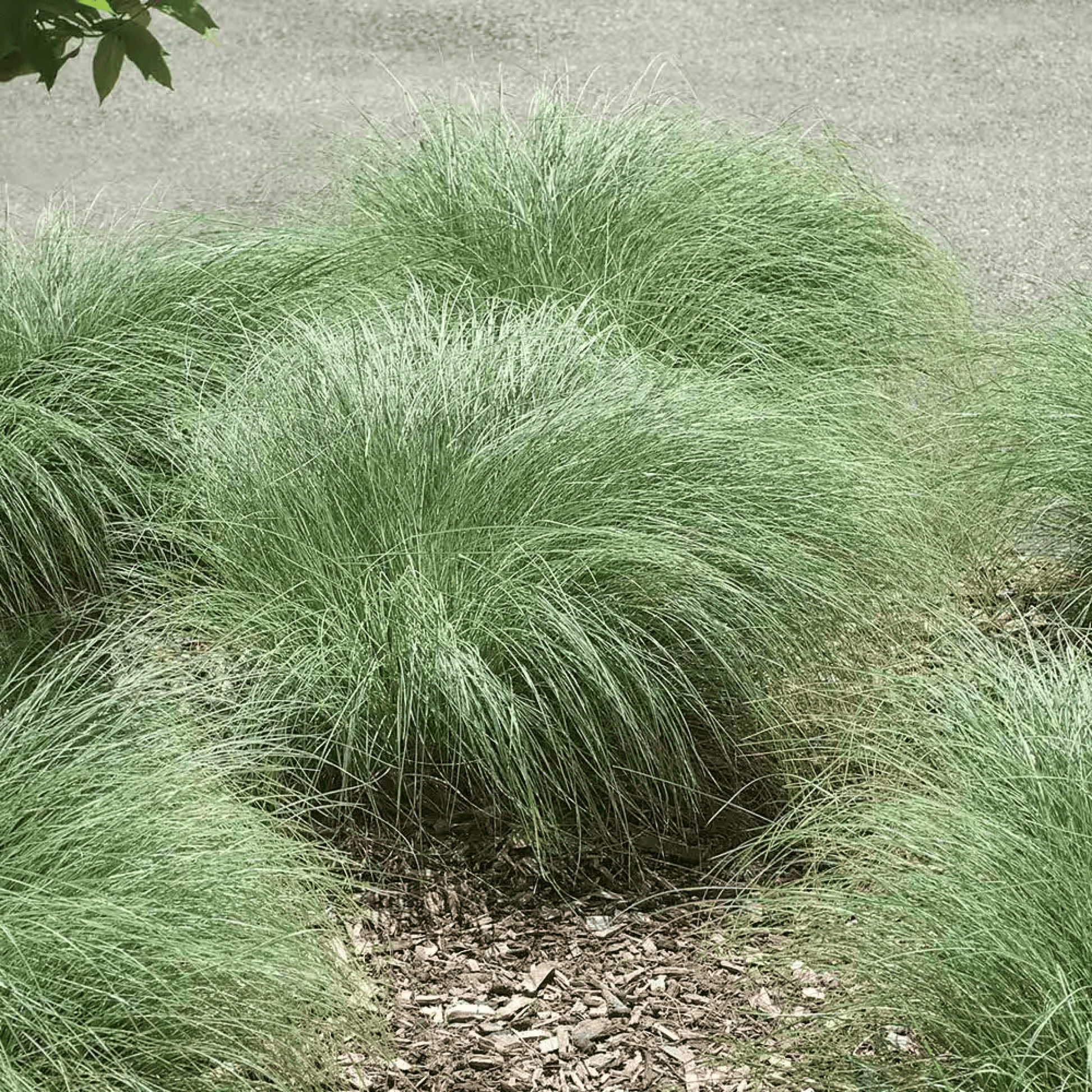 Amazon Mist Carex Grass Plant