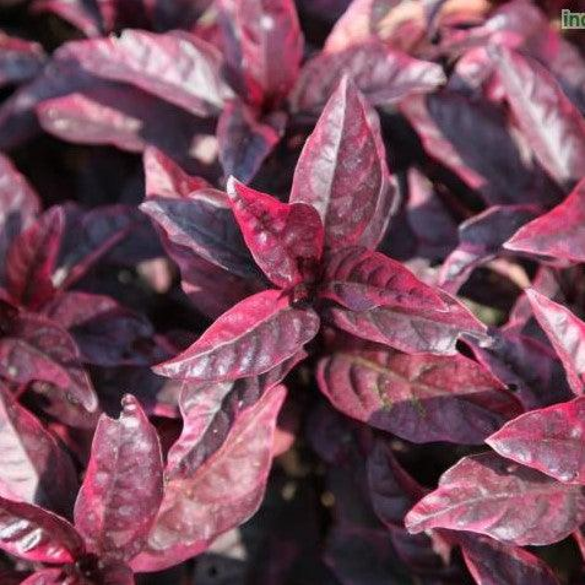 Eranthemum Purpureum Kodia Plant