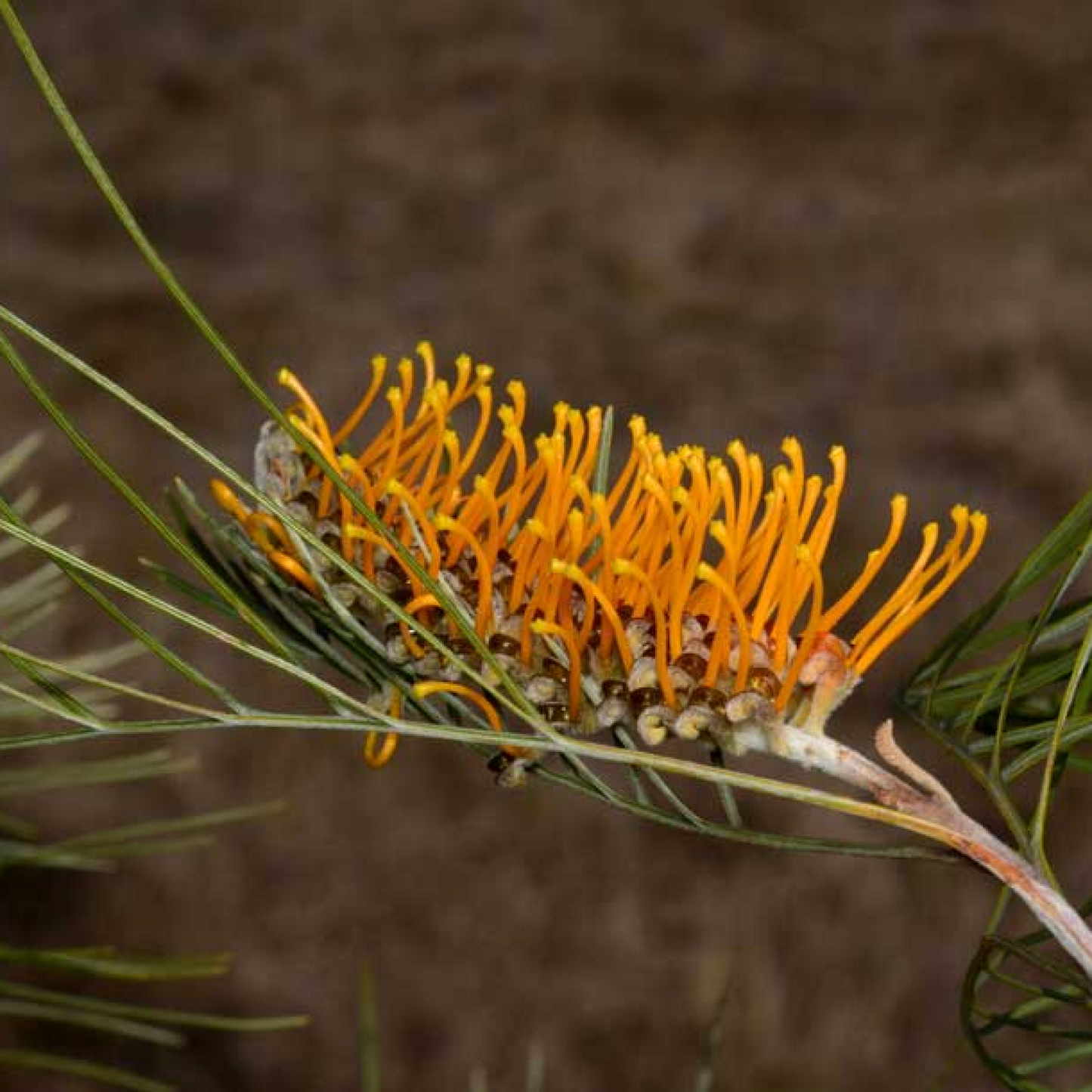 Grevillea pteridifolia Plant