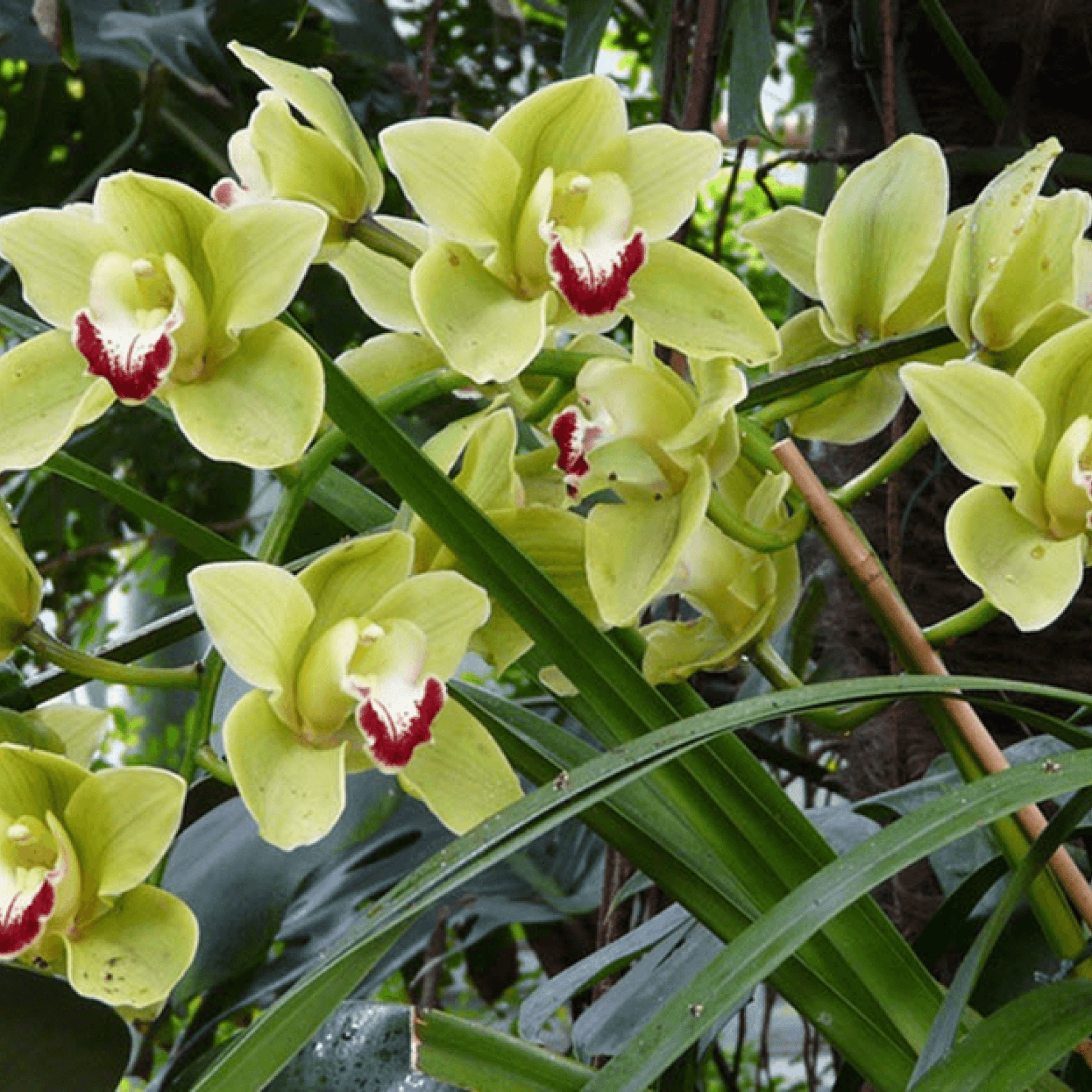 Cymbidium Hybrids Plant