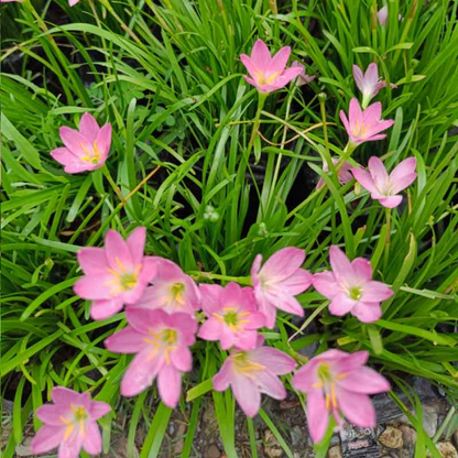 Zephyranthes Grandiflora Pink Rain Plant