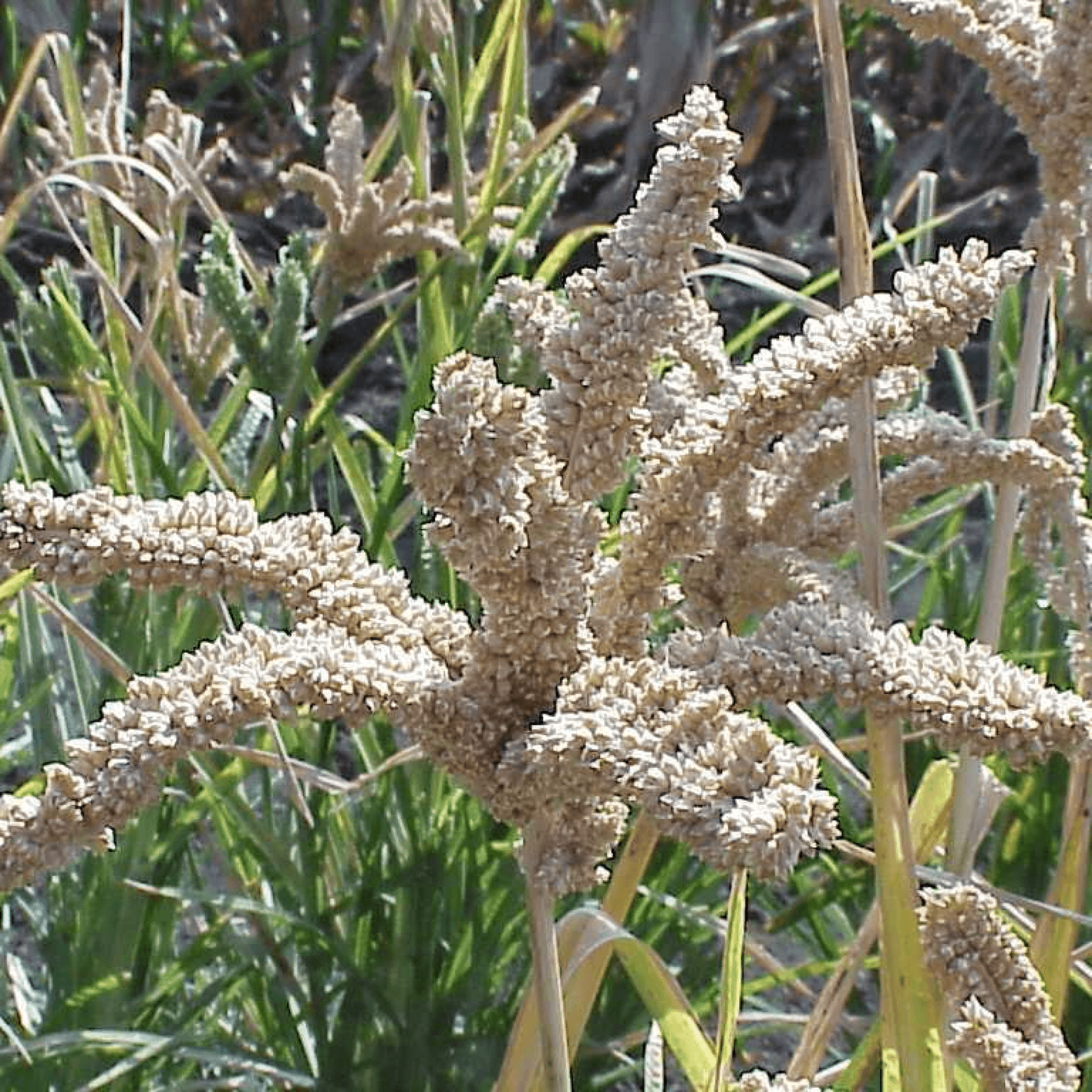 Eleusine Coracana Plant