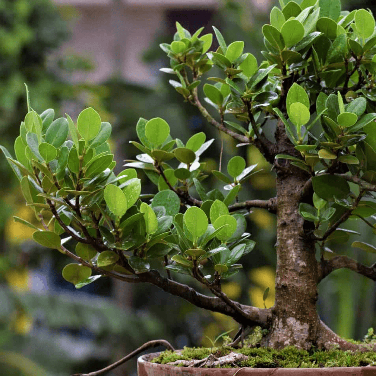 Chinese Banyan, Ficus Microcarpa nitida (Retusa) - Plant