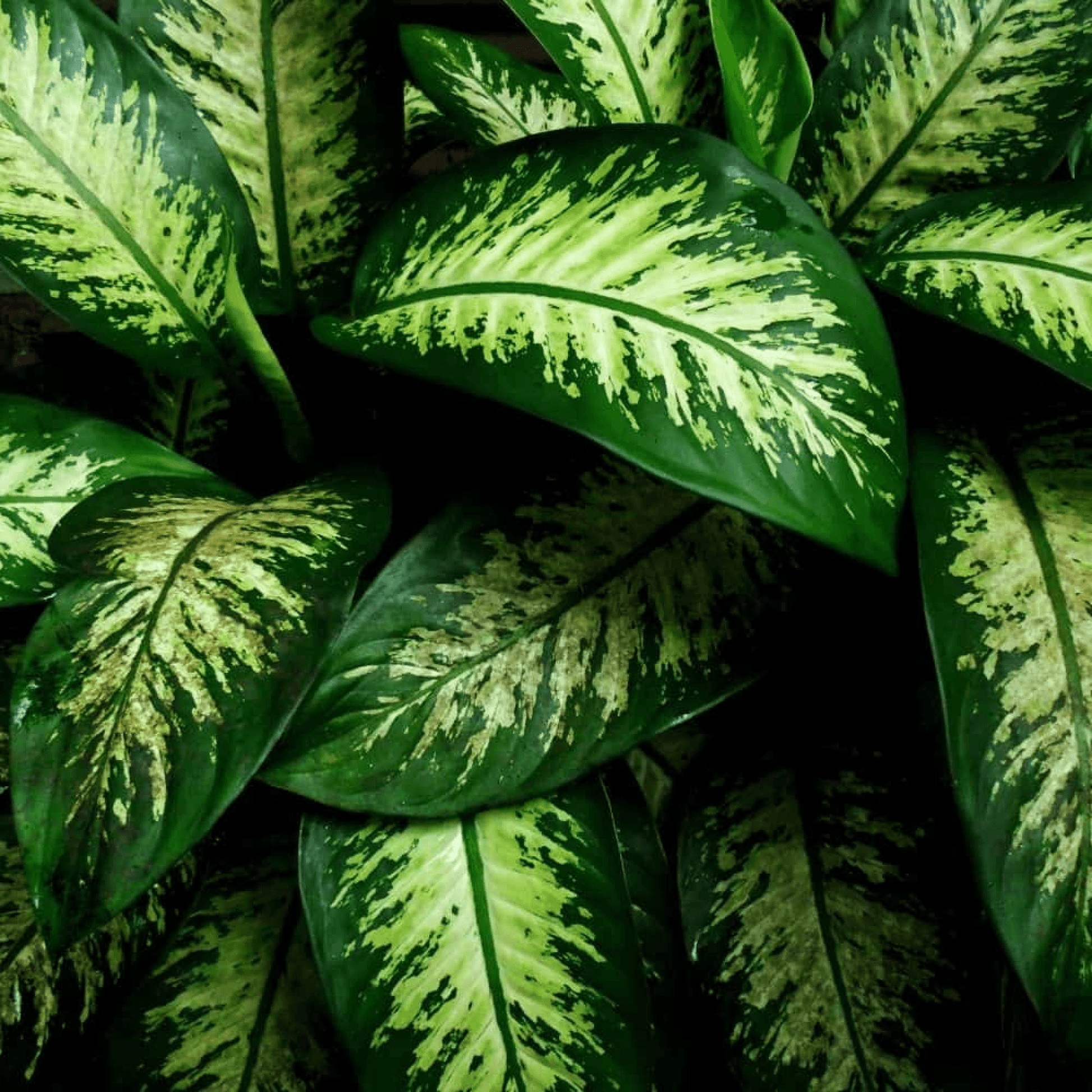 Dieffenbachia Compacta Perfecta Plant