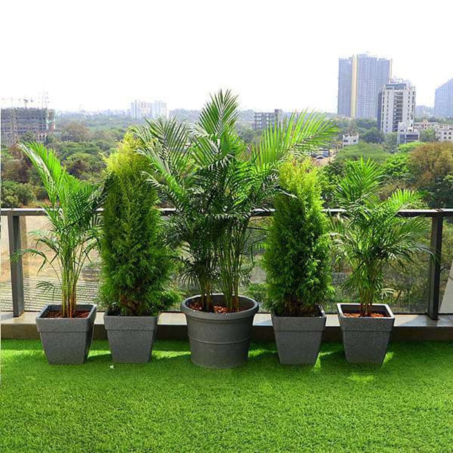 Set of 5 Popular Outdoor Plants for Gardening on Terrace