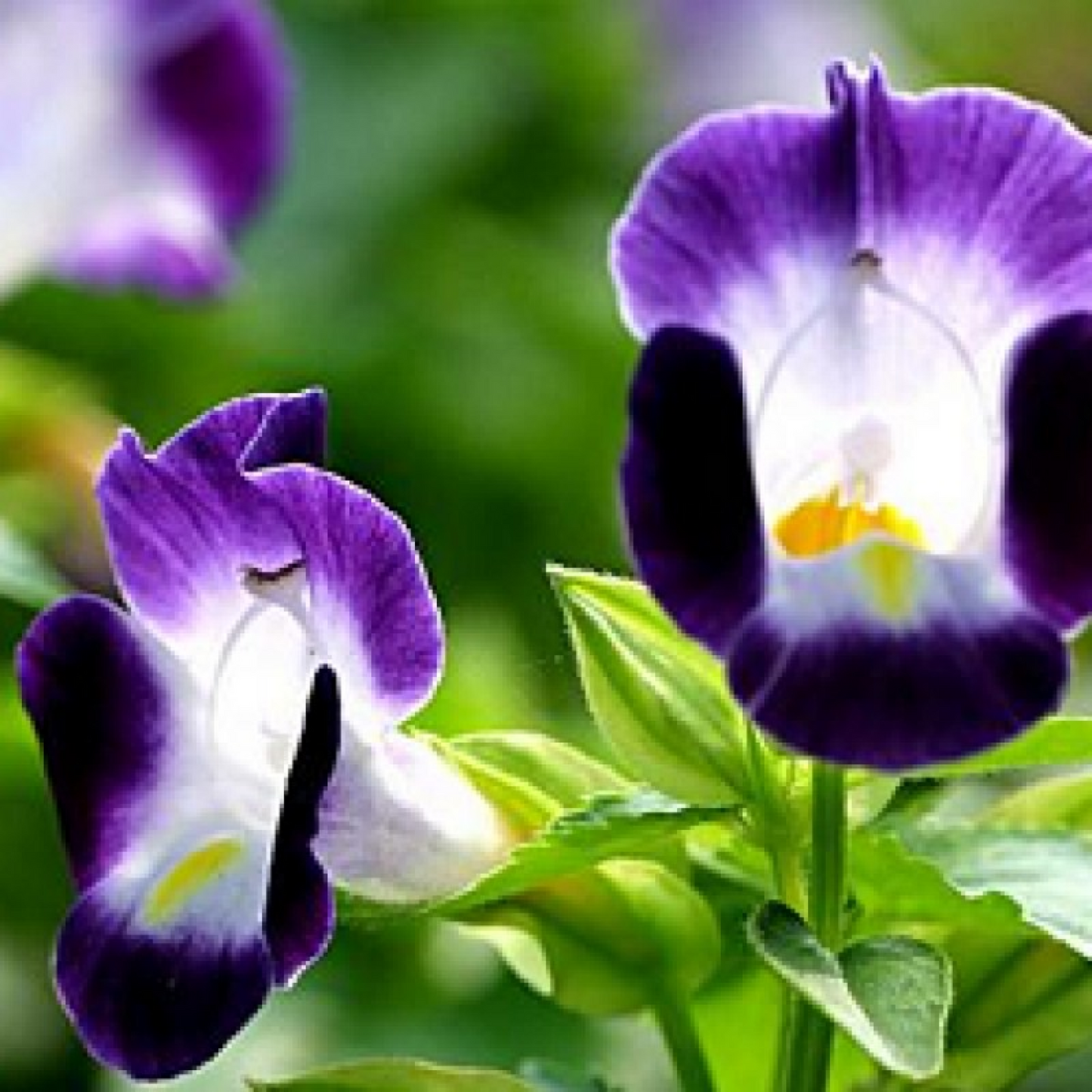 Torenia (Purple) Plant
