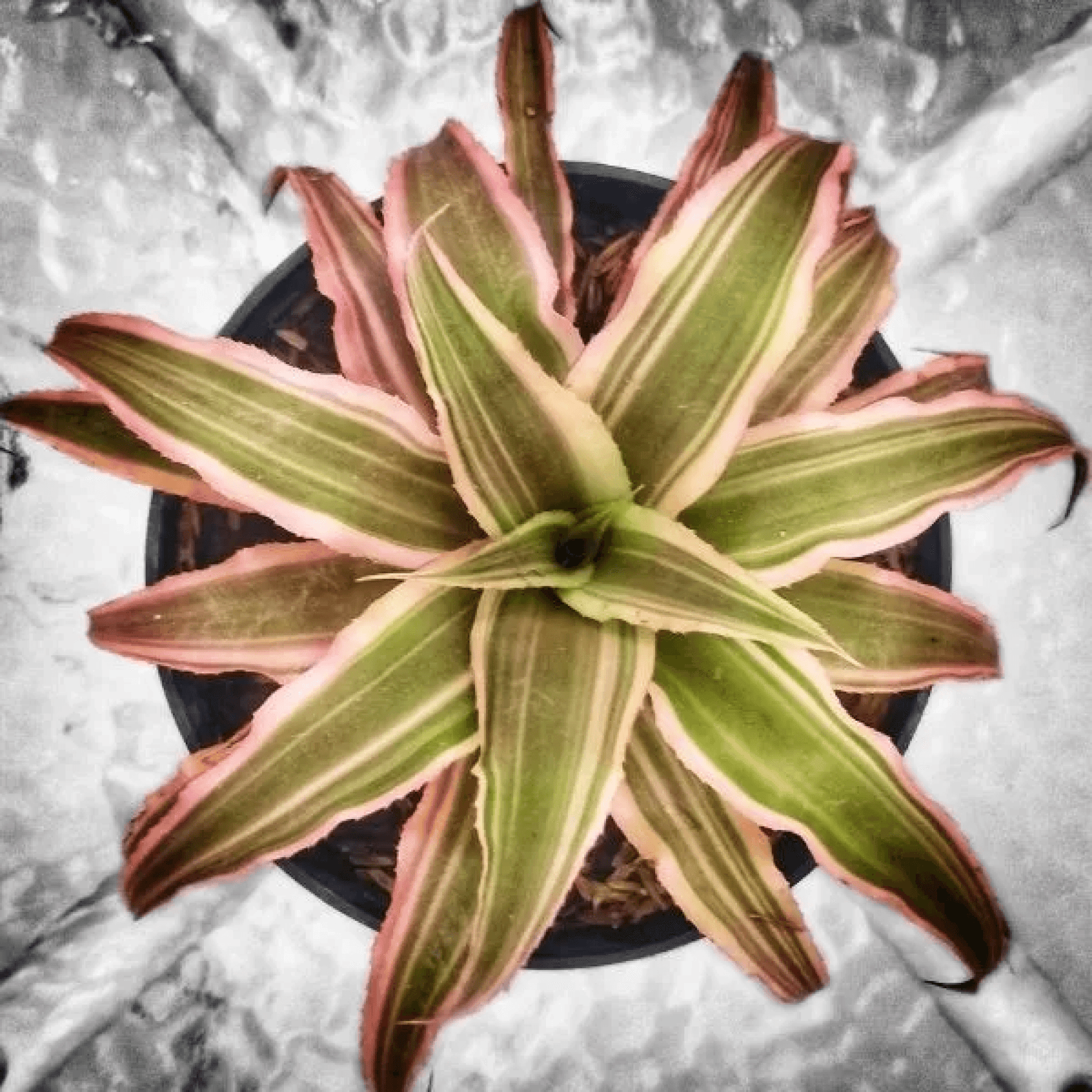 Cryptanthus Bromelioides Plant