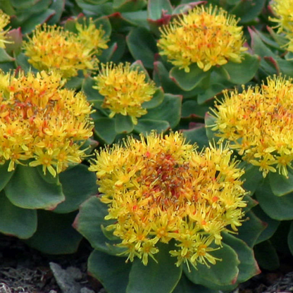 Golden Root Rhodiola rosea Succulent Plant