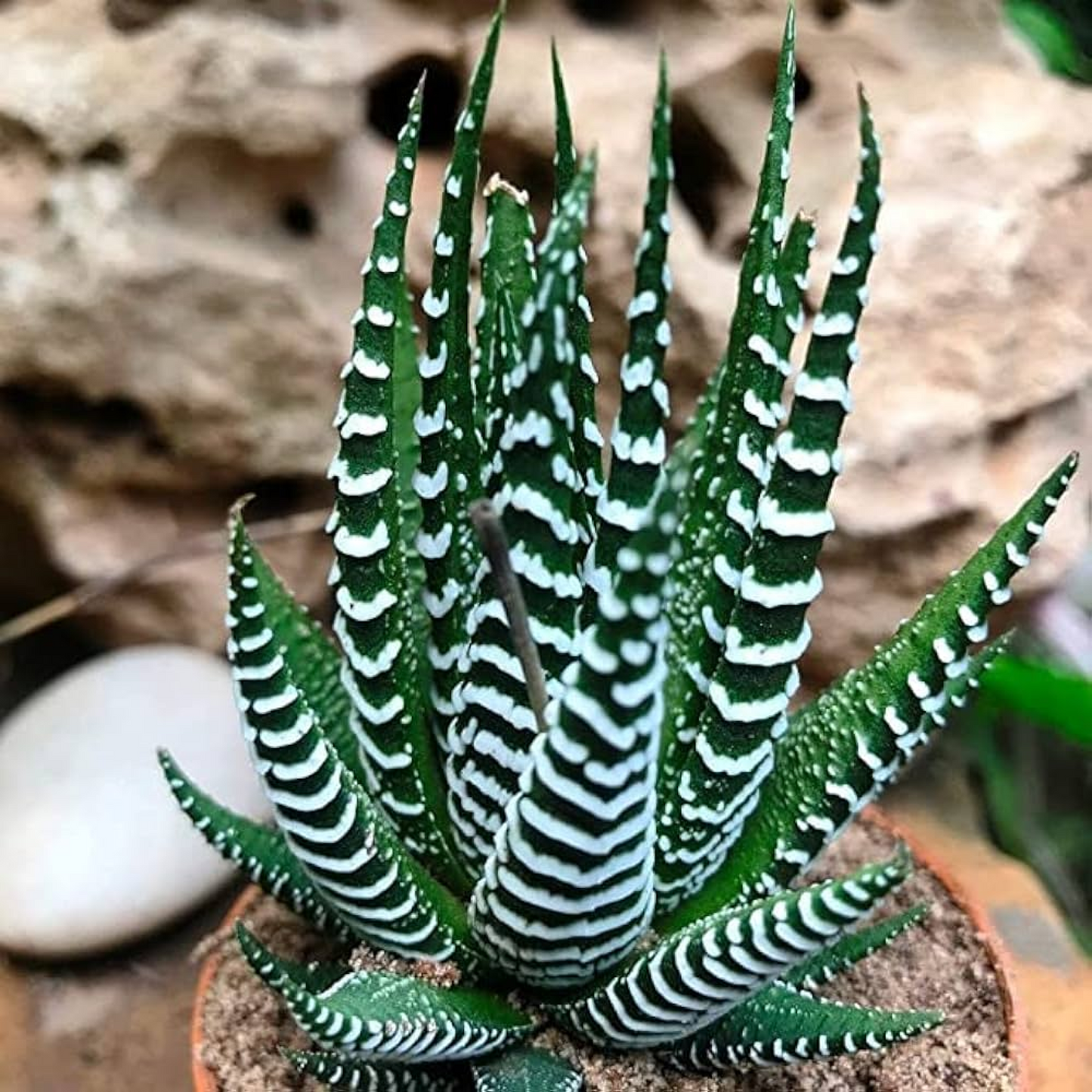 Haworthia Attenuata Succulent Plant