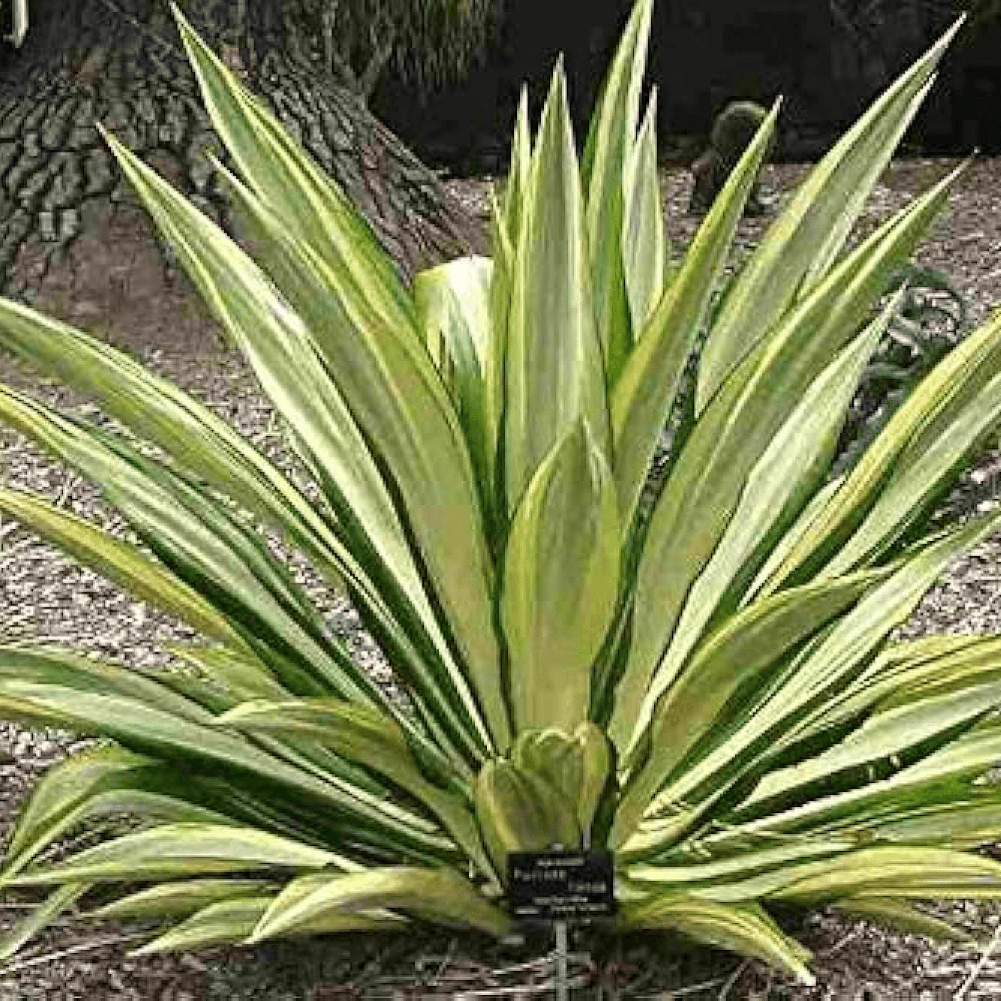 Agave Furcraea gigantea Succulent Plant