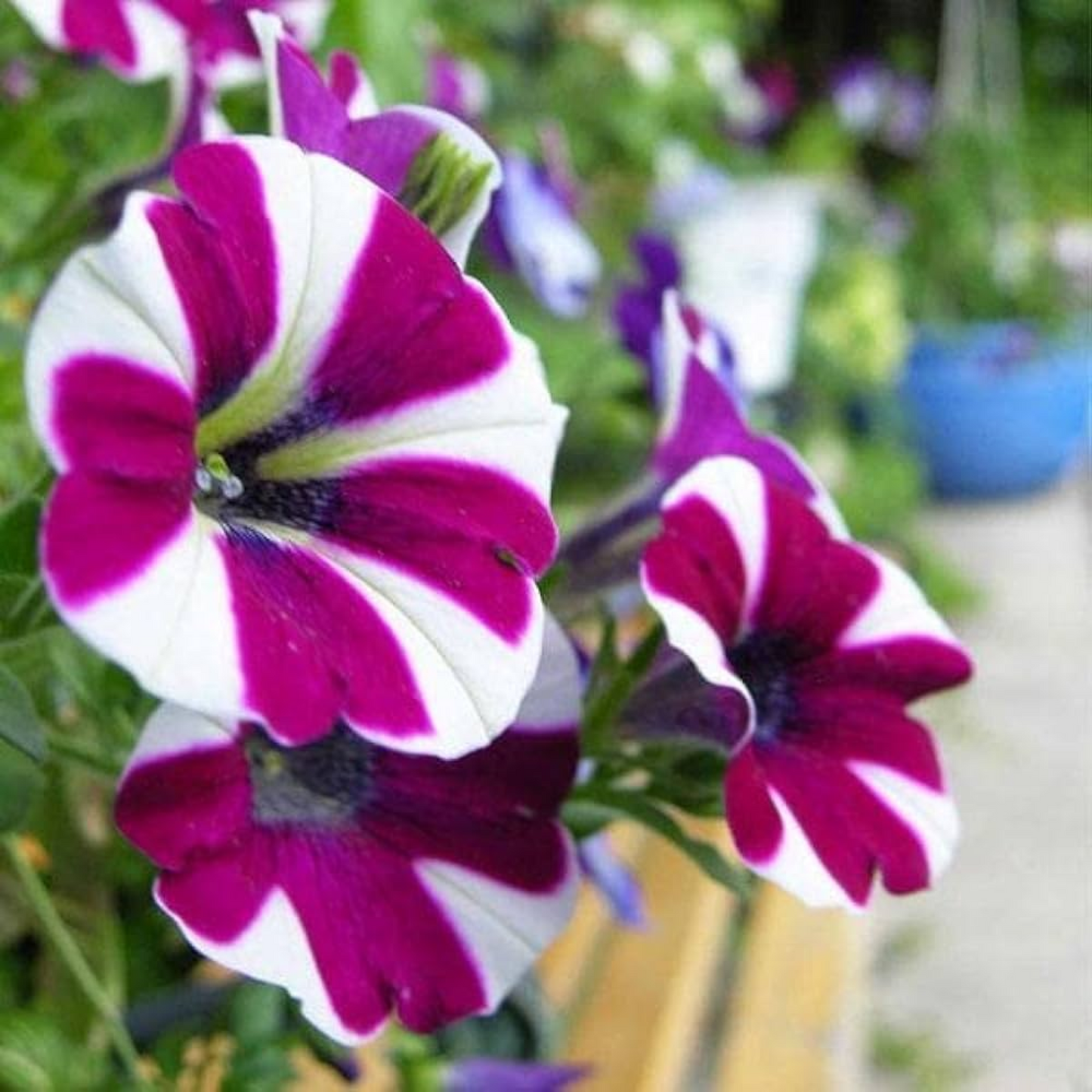 Petunia (Violet with White Strip) Plant