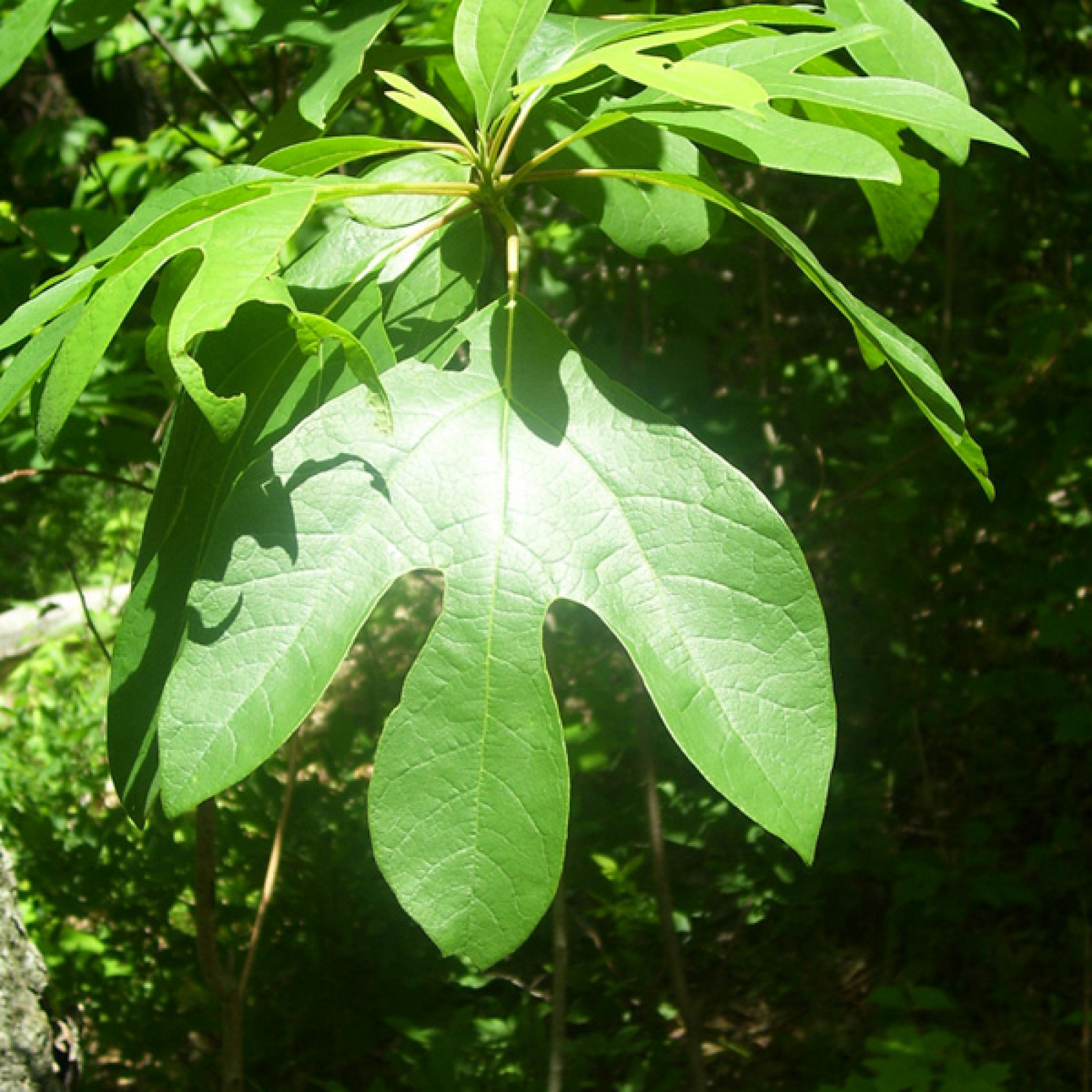 Sassafras variifolium Plant