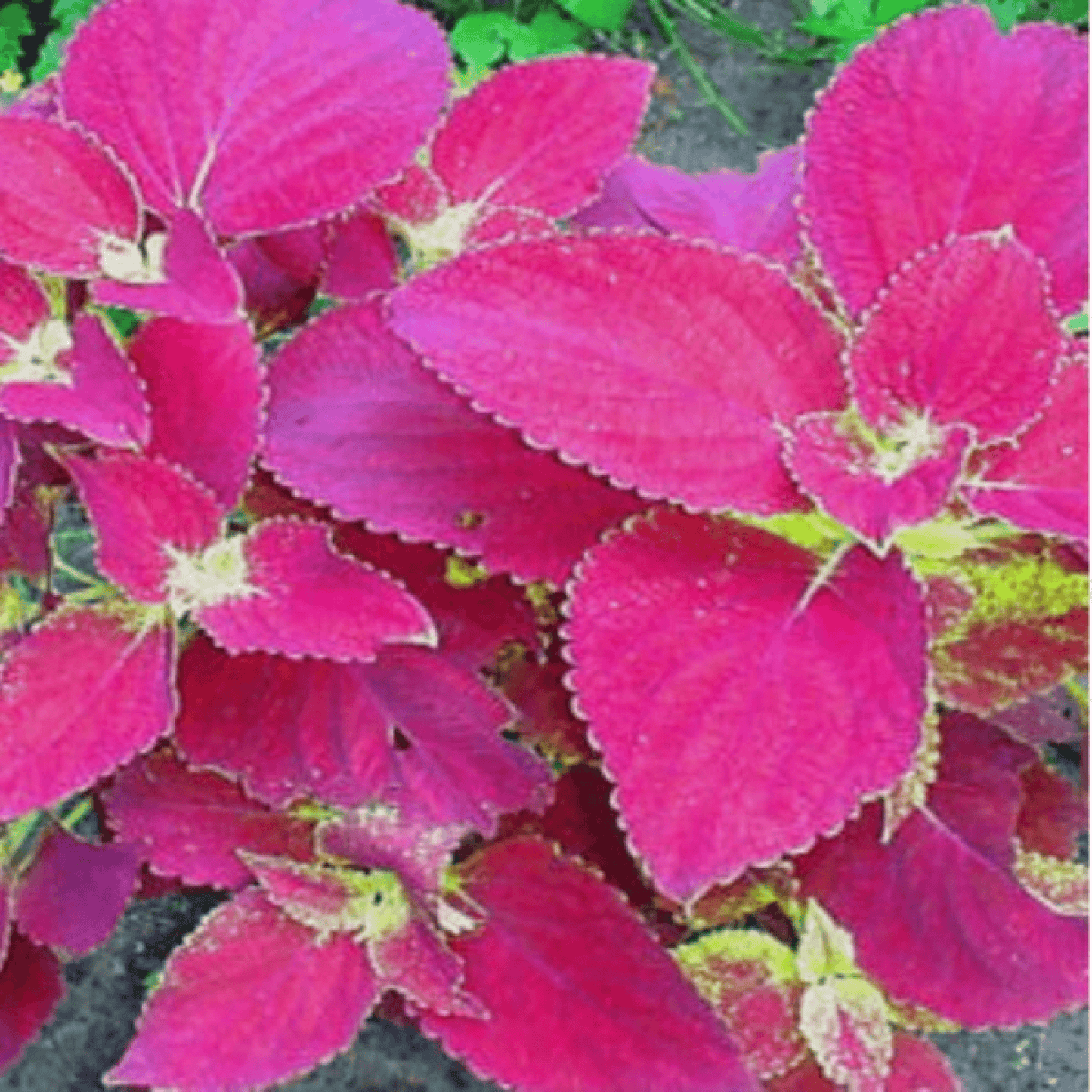 Coleus (Pink) Plant