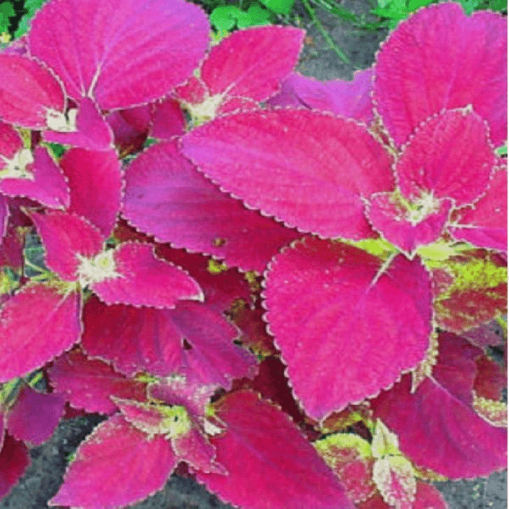 Coleus (Pink) Plant