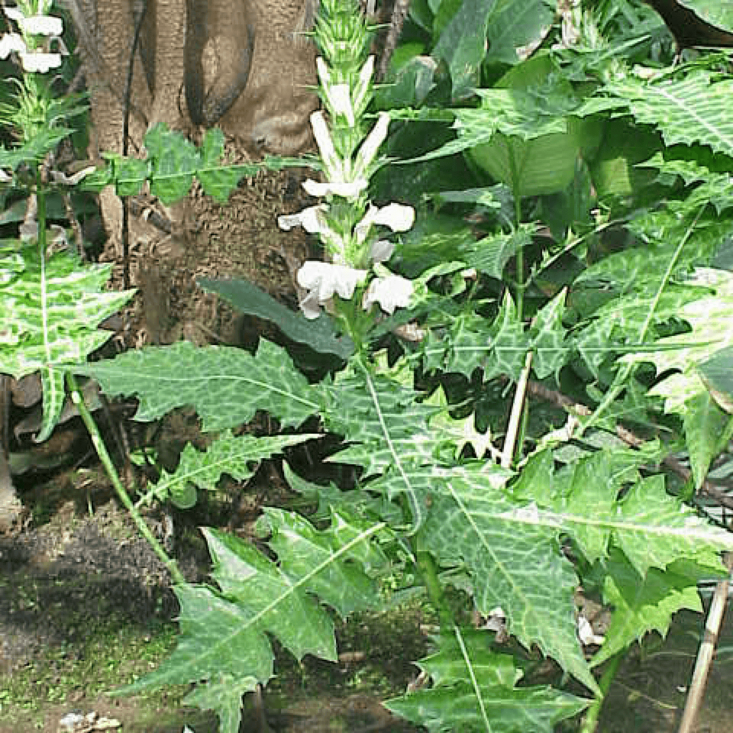 Acanthus Montanus Plant