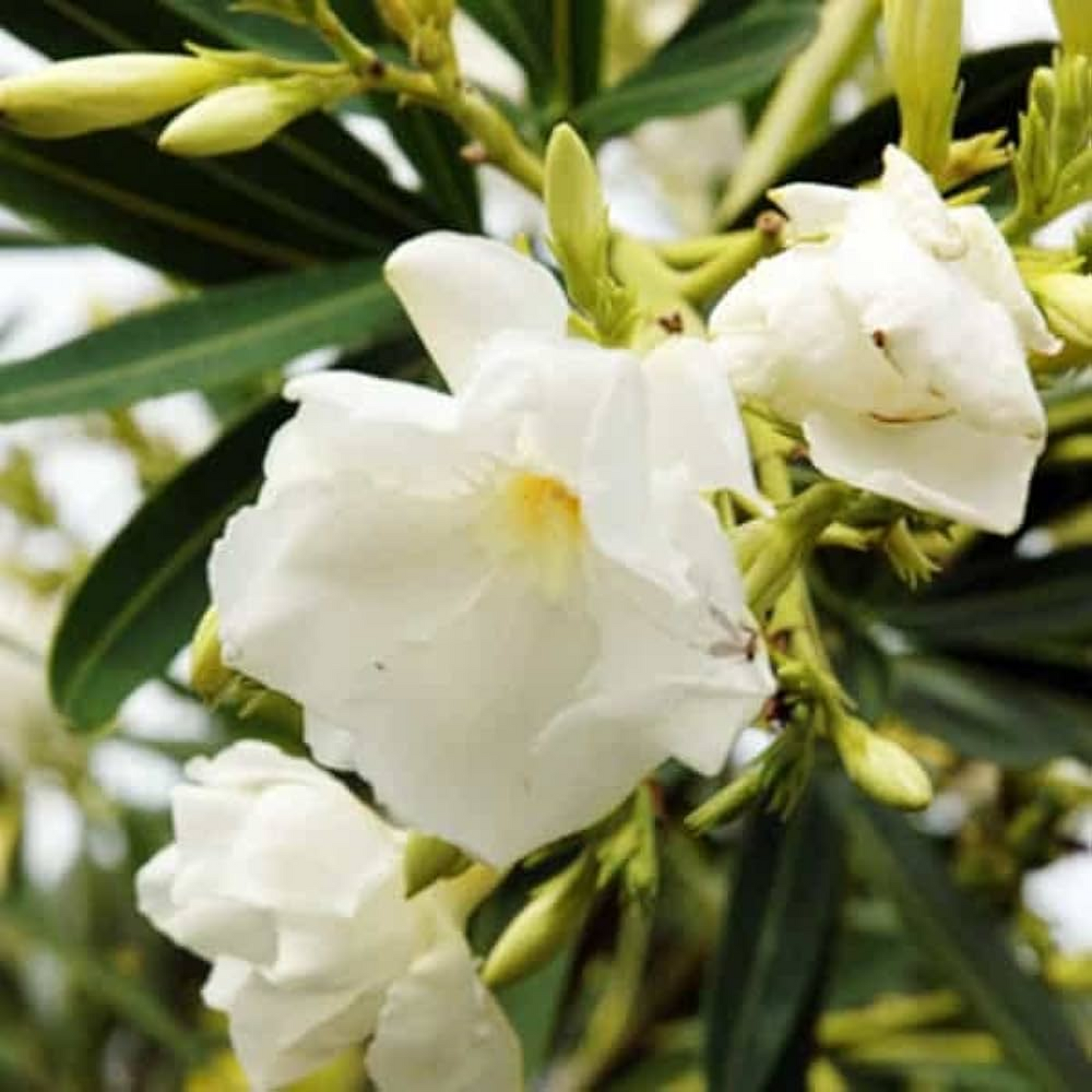 Kaner Nerium (White Double) Plant
